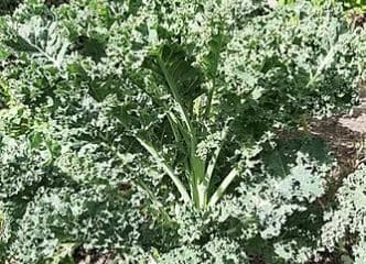 Afbeelding oogstperiode KOOL, Boerenkool Grand Vert du Nord